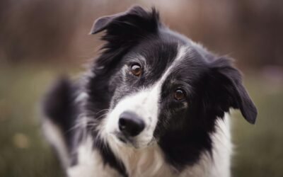 Raza Border Collie: Cuidados y Recomendaciones