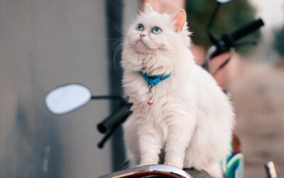 Razas de gatos domésticos: Una guía completa para conocer y cuidar a tu felino