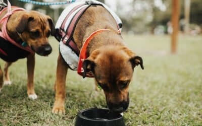 ¿Por qué es importante mantener hidratados a nuestros perros?