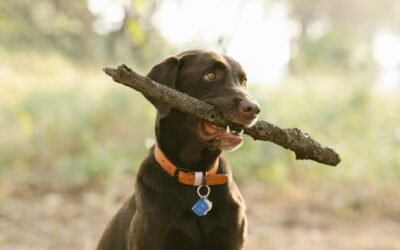 Smart Collars: Cómo controlar la salud de tu mascota