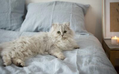 Gatos Persa: Características cuidados y curiosidades de esta icónica raza felina