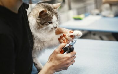 Cuida las uñas de tus gatos: Consejos, enfermedades y vacunas esenciales