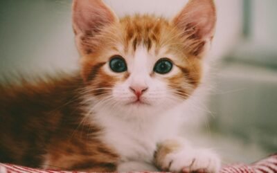 10 razones por las que los gatitos son las mascotas perfectas