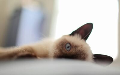 Gato siamés: características cuidados y curiosidades de esta raza felina