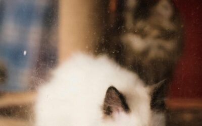 Alimento para gatos: La mejor opción para una alimentación equilibrada