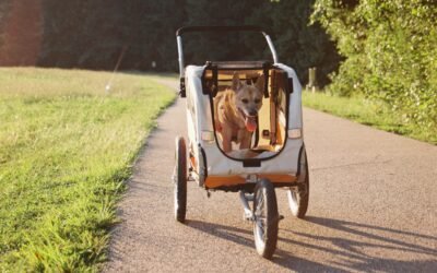 Transportín para perro: Guía de compra opiniones y mejores modelos