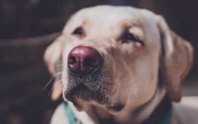 Collar para perros: guía de compra tipos y recomendaciones