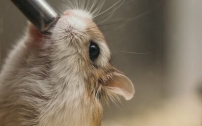 Todo lo que necesitas saber sobre hámsters: cuidados alimentación y curiosidades