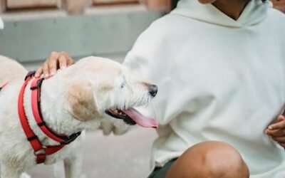 Los mejores arneses para perros: guía de compra completa