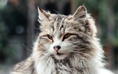 Gato atigrado: descubre todo sobre esta hermosa y peculiar raza felina