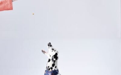 Consejos y cuidados para mascotas: Todo lo que necesitas saber