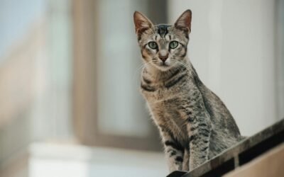 Gato Egipcio: Origen Características y Curiosidades de esta Fascinante Raza