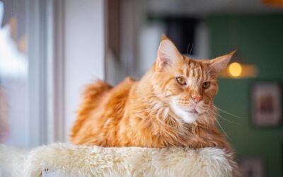 Descubre todo sobre el gato Maine Coon: características cuidados y curiosidades