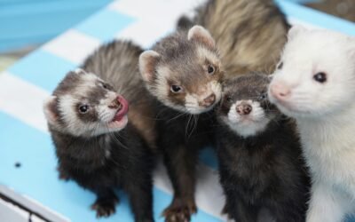 Hurones como mascotas: ¿Son adecuados para todos?