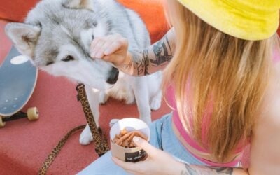 Alimento premium para perros: la mejor alimentación para tu mascota