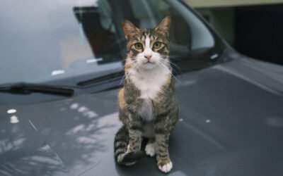 Uber Pets, app pet friendly para viajar con mascotas