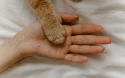 Cómo pueden ayudar las mascotas a la depresión