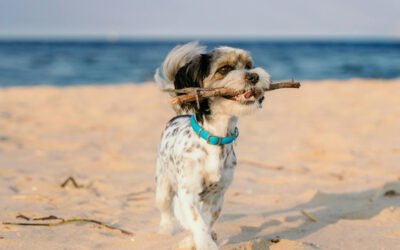 Pedigreeadoptame.cl: Adopta perros callejeros en Chile