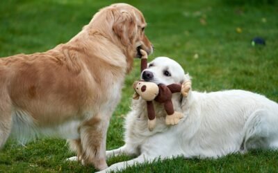 Las razas de perro favoritas en Latinoamérica