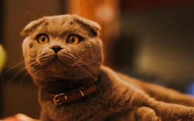 Scottish Fold: Todo lo que necesitas saber sobre los gatos sin orejas