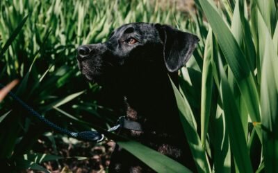 Las plantas que pueden ser peligrosas para tu perro