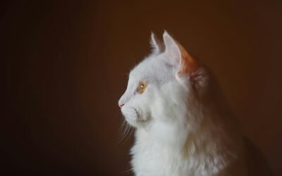 Gato Angora: Características Cuidados y Curiosidades de esta Raza Felina