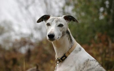 Perros galgos: ¿Por qué les llaman los gatos de los perros?