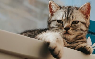 ¿Cómo saber si mi gato es un mimado?