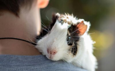 Cobayas: Todo lo que necesitas saber para cuidarlas y entenderlas