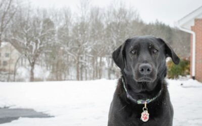 Probióticos para perros: Qué son, beneficios y cómo integrarlos en su dieta