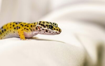Todo lo que necesitas saber sobre los Geckos