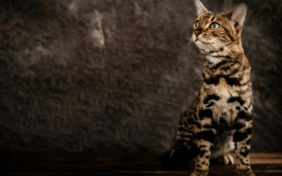 Gato Bengalí: Características cuidados y curiosidades de esta exótica raza felina