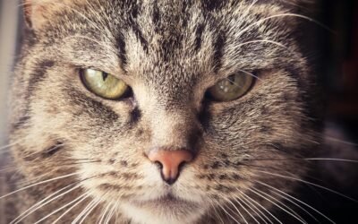 Etólogos de gatos: en qué ayudan y cuál es su función