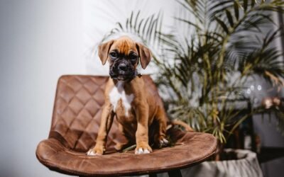 Todo sobre los perros Boxer