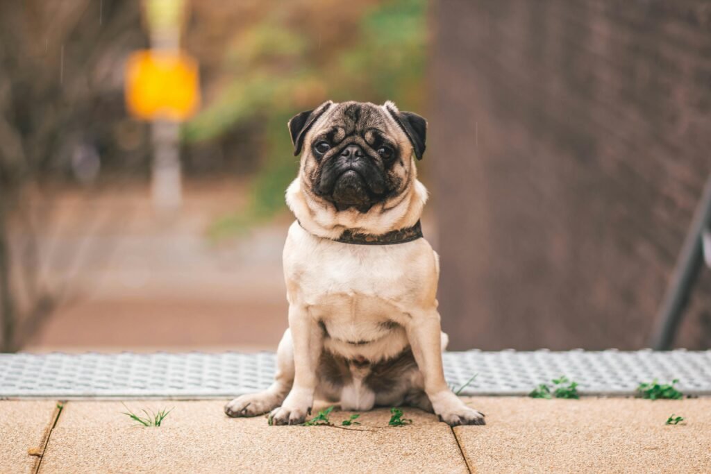 pexels-steshkawillems-1591939 Perro pug