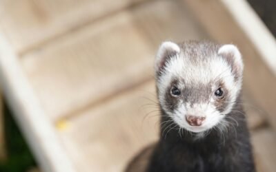 Hurón siamés: características, cuidados y curiosidades