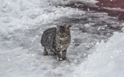 El cambio climático y el cuidado con las mascotas