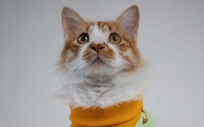 Consejos efectivos para darle un medicamento a tu gato sin estrés