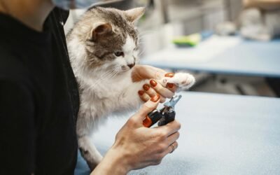 Consejos útiles para cortar las uñas de tu gato en casa