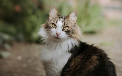 Descubriendo al Maine Coon: el gigante gentil que conquista Chile