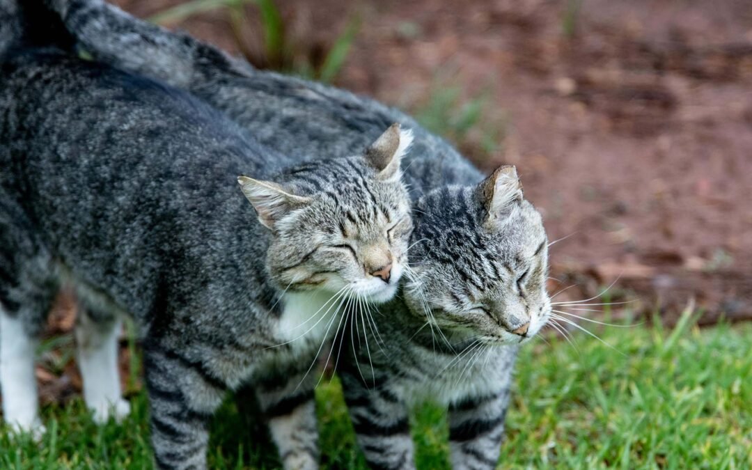 Clonación de mascotas: una realidad que ya es posible en España