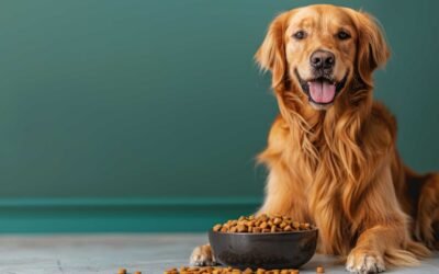 Los Mejores Alimentos para Perros en Sudamérica 2026: ¡Guía SÚPER Fácil para Elegir Croquetas Top!