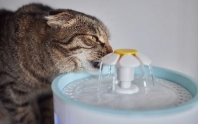 ¿Son seguras las fuentes de agua para mascotas?