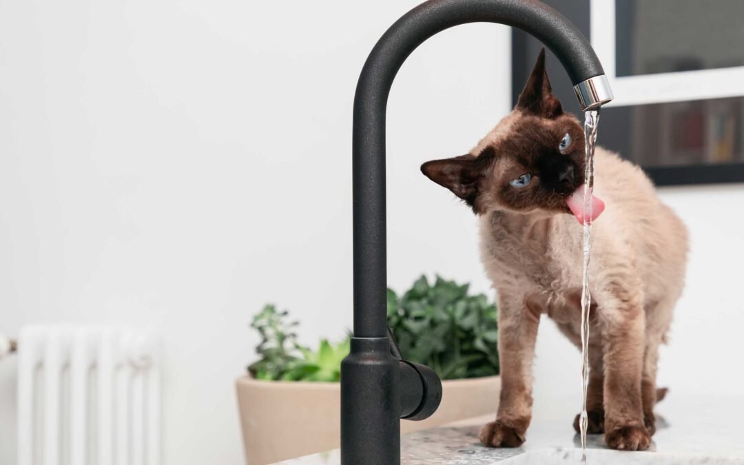 Fuentes de agua inteligentes